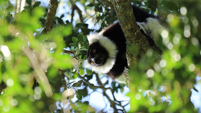 Madagascar hors des sentiers battus : découvrez les trésors cachés du pays